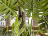 MONSTERA- PLANTA ARTIFICIAL - Imagen 3