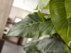 TARO- PLANTA ARTIFICIAL - Imagen 3